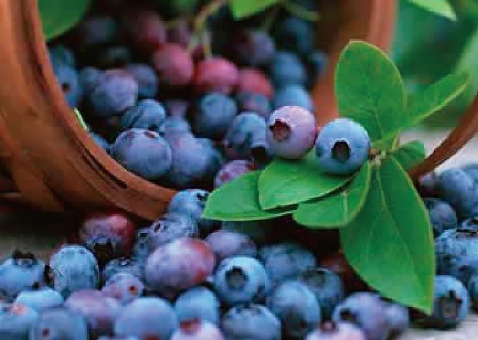 北米産 ワイルドブルーベリー 200g 野生種 メイン州 ドライフルーツ