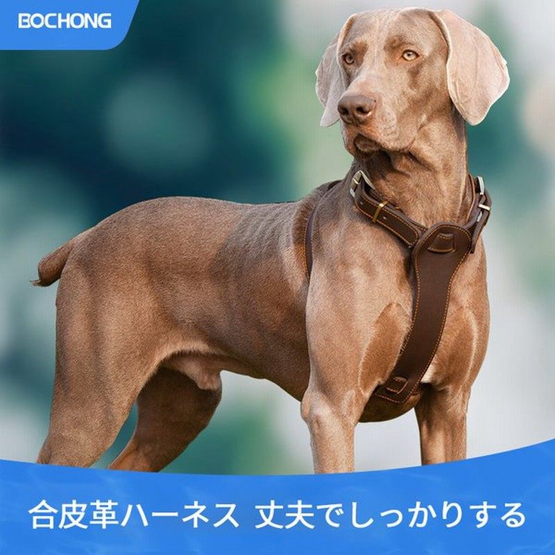 おすすめ 大人気 ハーネスリード 首 背中 リード 犬 牛皮 ハーネスリード 便利 可愛い ペット用品 安全 快適 摩耗防止 通販 Lineポイント最大0 5 Get Lineショッピング