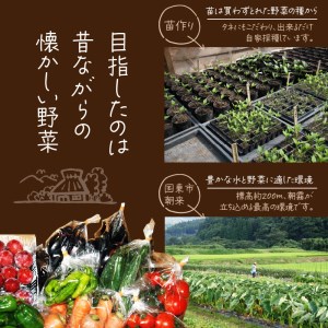 1877R_まるかの無農薬野菜詰合せ M