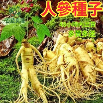 人參種子 高麗參籽 東洋參 人葠籽 藥用植物 養生作物 多年生草本 盆栽藥草 觀賞植物 補氣藥材 珍貴種子 台灣參種