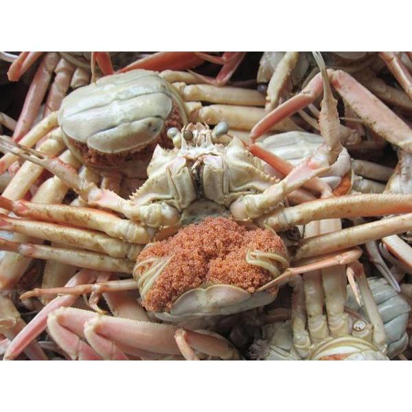 「浜茹でセコ特選-1kg」足折れ品、松葉蟹の子持ち雌■山陰境港、直送！！松葉ガニ