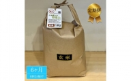 志村屋米穀店 令和5年産新米小田原市産　はるみ(玄米) 　新米　5kg　＜出荷時期：10月中旬より順次出荷開始＞