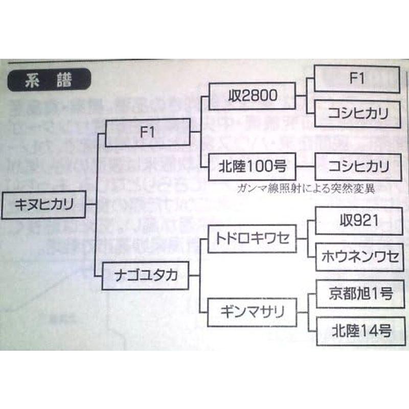 精米 滋賀県 白米 キヌヒカリ 5kg