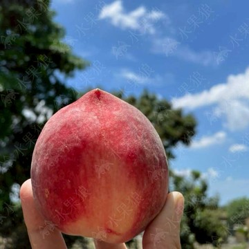 【水果狼】 美國空運水蜜桃原裝13-16顆裝 / 4.5kg 免運 中秋禮盒