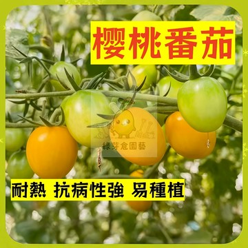 🌱早熟高產 櫻桃番茄種子FQ-97  耐熱 口感好 高產 抗病性强 易生長  抗病抗旱易種植 高產爬藤蔬菜種子#果菜類