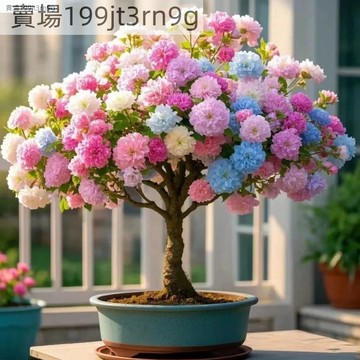 現貨 新品盆栽櫻花種子（50粒）新品種 四季種植 濃香型 矮化盆栽櫻花 四季開花 室內外好養易活 粉紅櫻花 四季種植