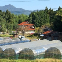 種無しピオーネ約2kg   9月中旬よりお届け