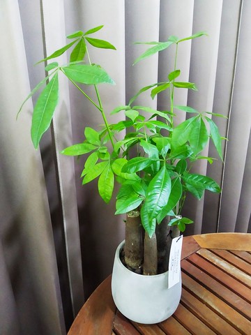 簡約質樸風 發財樹小品水泥盆 佈置空間或送禮心意皆適宜