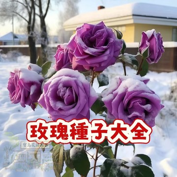 當季新籽（稀有玫瑰種子大全）重瓣多花月季今年新籽 發芽率高 花香濃郁  四季種植 陽台庭院陽臺花卉 #新手易種植