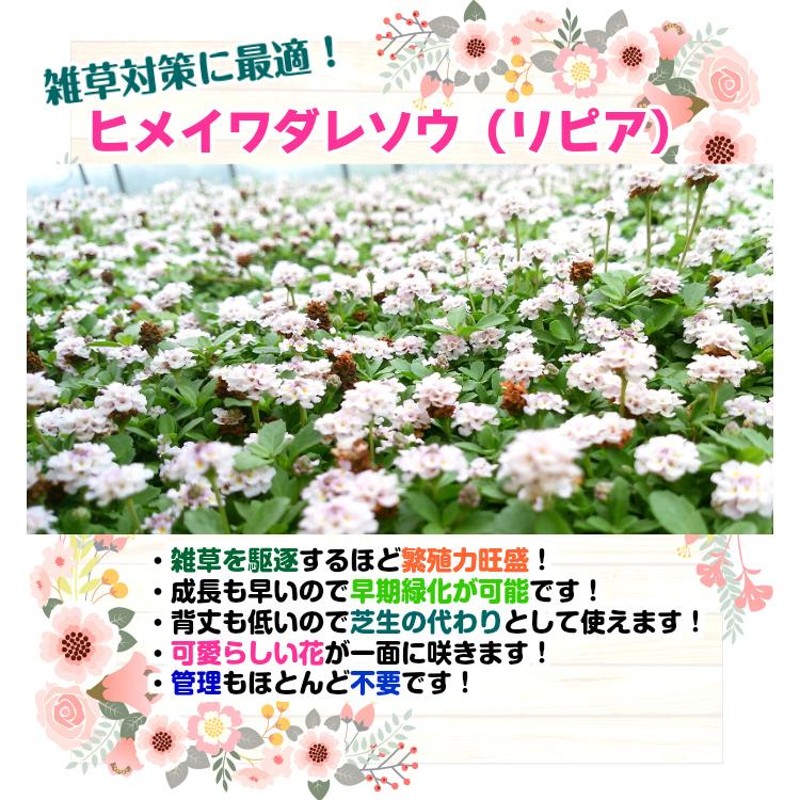 ヒメイワダレソウ（リピア）20Potセット・苗 雑草対策 白花 グランドカバー （送料無料） | LINEブランドカタログ