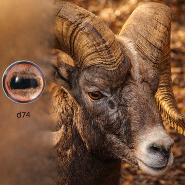 🔥臺灣熱賣⚡️生肖羊動物眼睛配件玩偶羊毛氈兔眼豬片羊老虎狗公仔DIY雕塑材料🎉