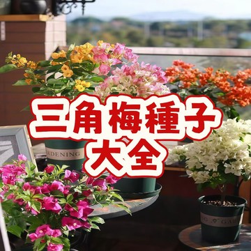 次日達-（三角梅種子大全）當季新籽 發芽率高 四季開花 爬藤七彩 室內陽臺庭院觀賞風景樹 耐寒 新手易種植 多色可選