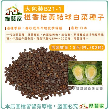 大包裝B21-1.橙香桔黃結球白菜種子8克(約2700顆)F1，外葉綠色，內葉桔黃色，適合春、秋播種【綠藝家】