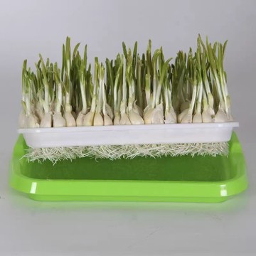 🔥臺灣出貨🔥水培蒜苗專用蒜苗盤種蒜神器育苗盤【能種蒜苗,能種芽苗菜】