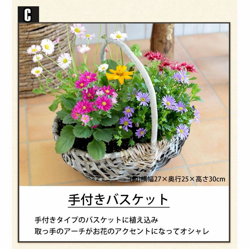 寄せ植え おしゃれ プランターが選べる 季節のおまかせカントリーガーデン 旬のお花をたっぷり 鉢植え お祝い 花 誕生日プレゼント クリスマス 贈り物 通販 Lineポイント最大0 5 Get Lineショッピング