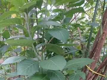 南非葉（扁桃斑鳩菊）現摘鮮葉(葉和梗每斤100元)台灣種植