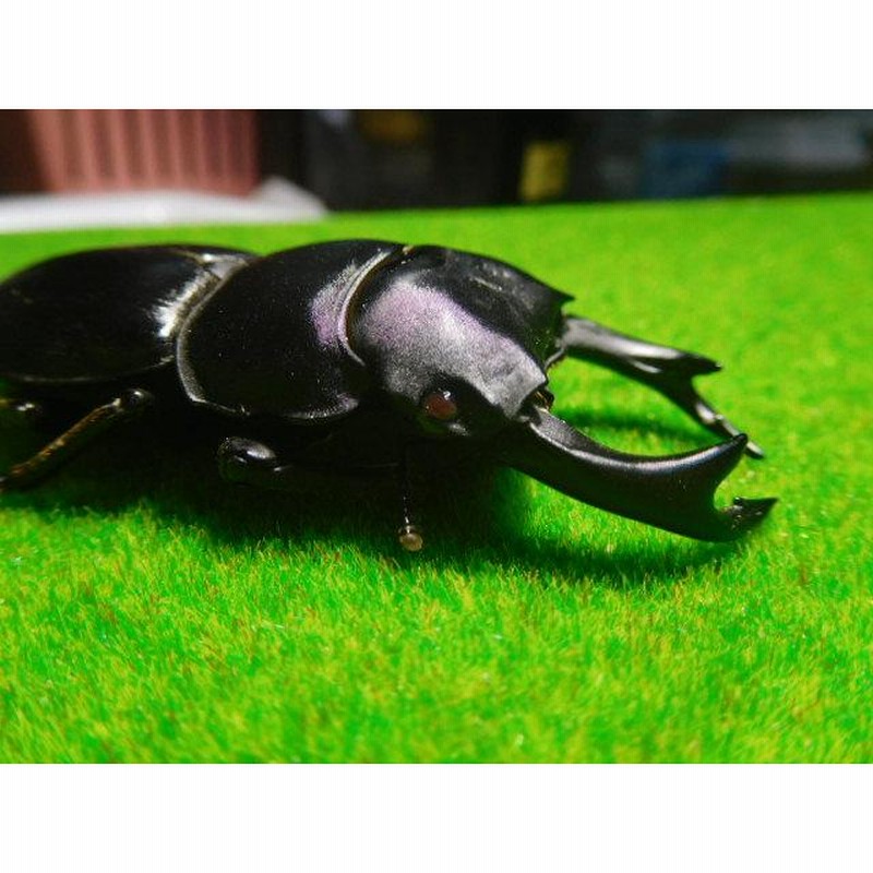 オオクワガタ 川西産 トリオ