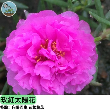 🌺【爆花首選】枚紅太陽花種子 單瓣重瓣混合 鮮豔玫紅色 超好種 陽台盆栽 花壇切花 蜜源植物 四季可播 新手必買