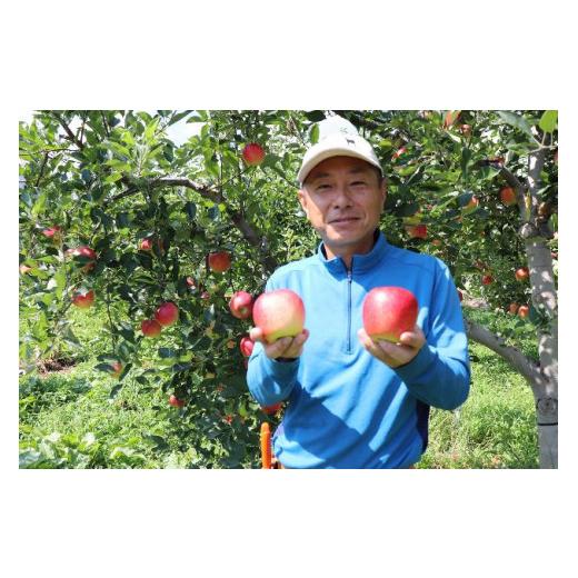 ふるさと納税 長野県 千曲市 シャインマスカット＆信州りんごが楽しめるセット