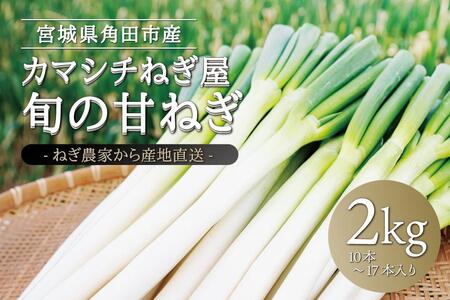 カマシチねぎ屋 旬の甘ねぎ 2kg（約10本～17本）