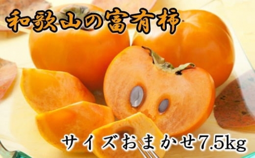 [甘柿の王様]和歌山産富有柿約7.5kgサイズおまかせ※2023年10月下旬～12月上旬ごろ順次発送