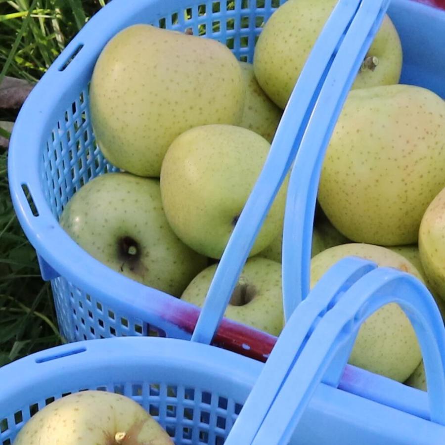RED APPLE 青森直送 12月上旬より出荷以降発送予定 王林 贈答用 約2.5kg りんご 果物 旬 フルーツ ギフト