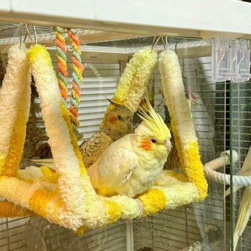 寵物省錢鋪】 鸚鵡鞦韆吊牀鸚鵡窩飛毯鞦韆加厚保暖牡丹虎皮睡覺開放式鳥窩懸掛 寵物用品 出貨 鸚鵡睡窩 寵物窩 鸚鵡籠子