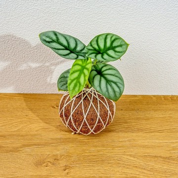 苔球植物 銀龍觀音蓮苔球 苔玉 禮物 送禮 桌上盆栽