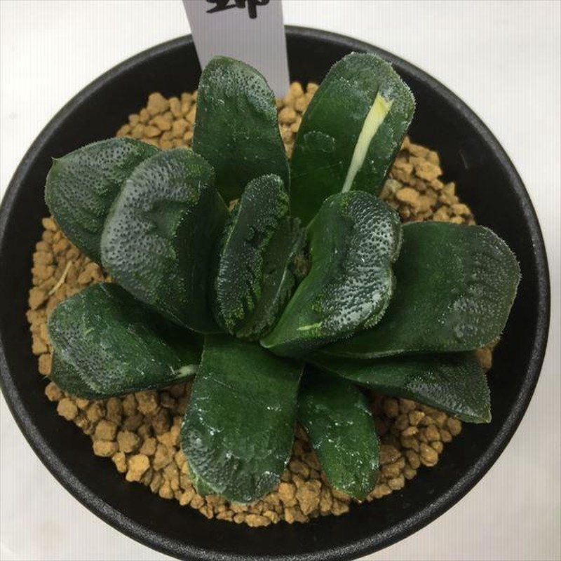 多肉植物：ハオルチア 静鼓錦（せいこにしき）*幅7cm 現品 一品限り | LINEブランドカタログ