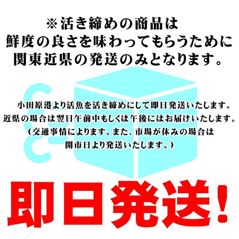 かんぱち 活き締め 約4kg前後 刺身用・生食用鮮度重視、旨味が違います