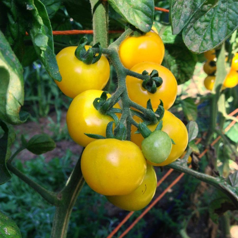 プチぷよ 黄色実 新食感 薄皮ミニトマト 野菜苗 ミニトマト苗 みにとまと苗 プチトマト苗 家庭菜