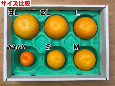 化粧箱 手詰め 有田 はっさく 特秀 L サイズ × 15玉入 2段詰 南泰園