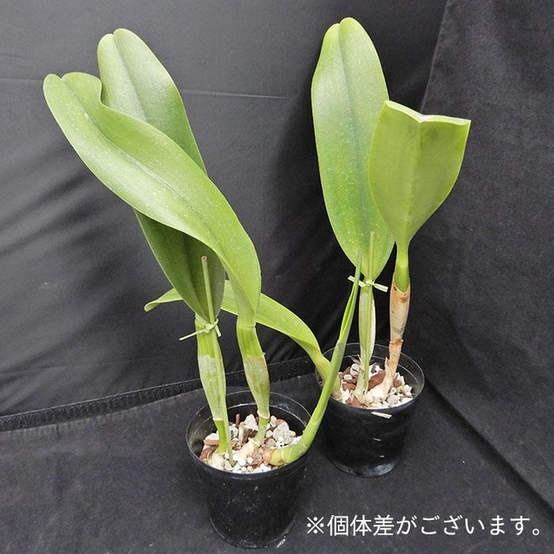 予約販売】洋ラン【苗】カトレア ラブノット'サトー' 3号鉢 洋蘭