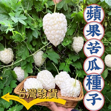 現貨 苦瓜種子（50粒）四季蘋果苦瓜種子可生吃蘋果苦瓜 長白苦瓜 水果苦瓜 水果種子 四季可種 新手易種 盆栽地栽種子