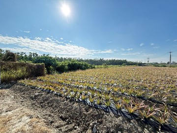 內埔國中旁大筆優質農地｜屏東縣萬巒鄉永平段