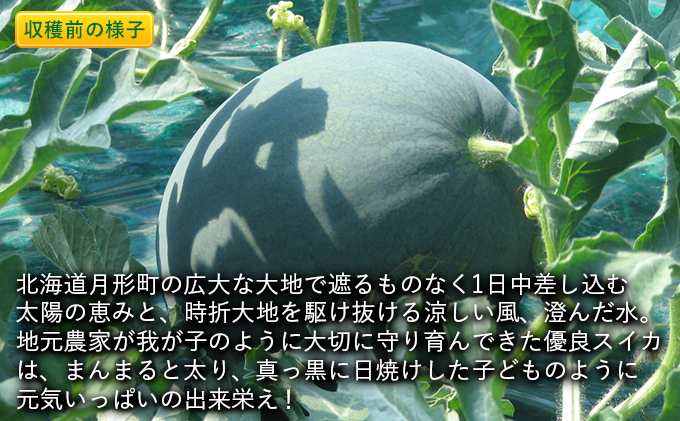 2024年夏出荷 優品 北海道月形町産ダイナマイトスイカ 1玉 5.5kg以上