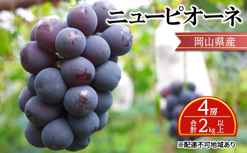 ぶどう 2024年 先行予約 ニュー ピオーネ 4房 合計2kg以上 ブドウ 葡萄  岡山県産 国産 フルーツ 果物 ギフト