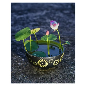 碗蓮種子 已開口 招財蓮花 水生植物 盆栽 室內陽台 風水植物 開運荷花 好養活 睡蓮種子 水芙蓉 魚菜共生 療癒小盆栽