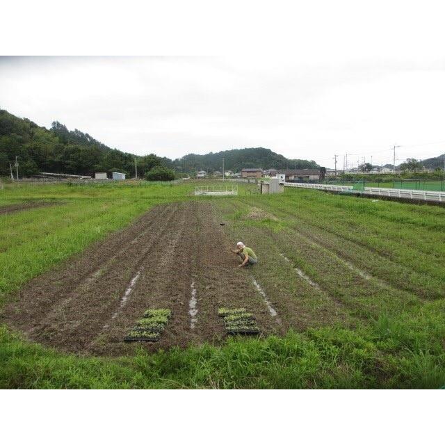 冷凍アスパラガス　国産（徳島産）冷凍野菜　500ｇ（250ｇ×2）　国産冷凍野菜