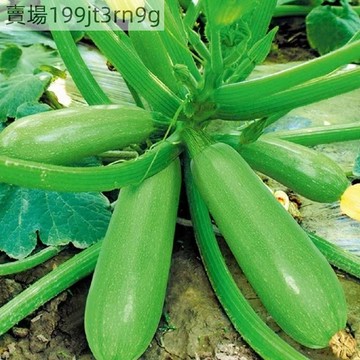 🥒【櫛瓜種子】現貨水果型西葫蘆種子 無蔓蔬菜高產節瓜 香蕉西葫蘆 無蔓綠珠綠寶 角瓜 四季可播種 早熟蔬菜種子