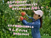 青森県鰺ヶ沢町産りんご megumi farmのサンつがる 家庭用 約5kg（10～16玉入）