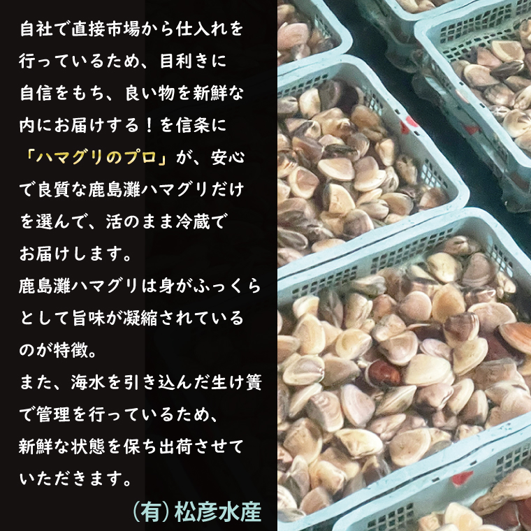  期間限定 鹿島灘 ハマグリ 訳あり 1.5kg 砂抜き済み はまぐり 蛤 わけあり 国産 天然 茨城県産 鹿島灘産 焼き蛤 BBQ おせち お雑煮 お吸い物 ラーメン パスタ