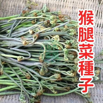 【🔥獨家熱賣】猴腿菜種子 天然野生風味 高發芽率保證 居家園藝首選 新鮮採收 臺灣氣候適應 限量搶購中！