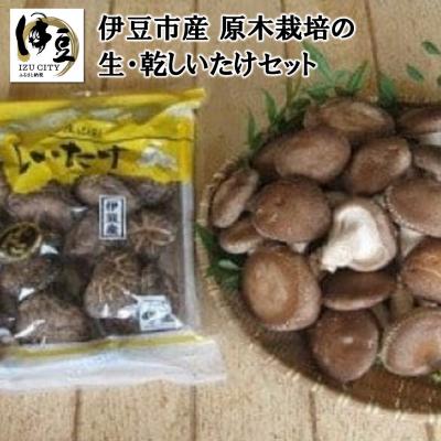 ふるさと納税 伊豆市 原木栽培の生・乾しいたけセット