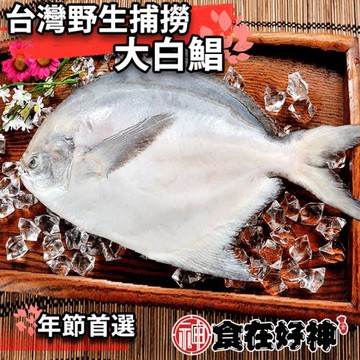 【食在好神】野生三去大白鯧(500克/尾) 共1尾