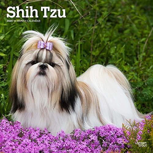 2024年 シーズー カレンダー ブラウントラウト 30.5 x 61 cm (Shih Tzu Square Calendar)