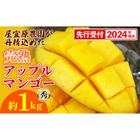 ふるさと納税 屋宜原農園が丹精込めた「完熟アップルマンゴー」秀約1kg 沖縄県八重瀬町