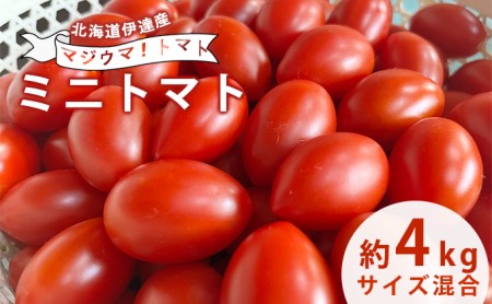 ◆2024年8月より順次出荷◆北海道 伊達 岡本園芸 ミニトマト 高糖度 約4kg