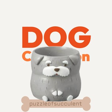 【拼肉肉】肉肉動物園-日本進口雪納瑞老夫子植物盲盒X2 每色各1（植物隨機出貨，三吋盆穩根）