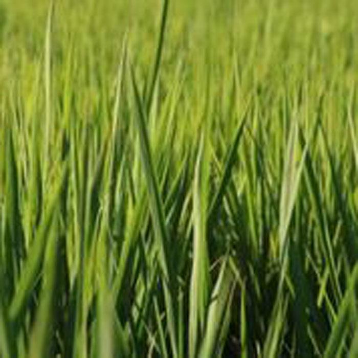 令和3年度産　佐賀県産　特別栽培米　さがびより　１０ｋｇセット